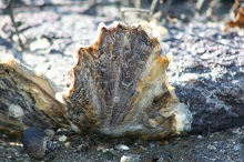 Japanskt jätteostron (Crassostrea gigas)