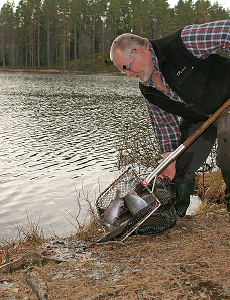 Sättfiskodling