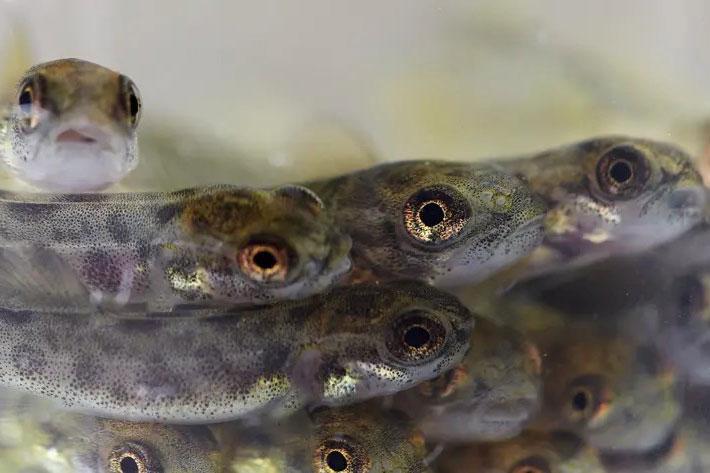 regnbåge smolt