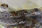 regnbåge smolt
